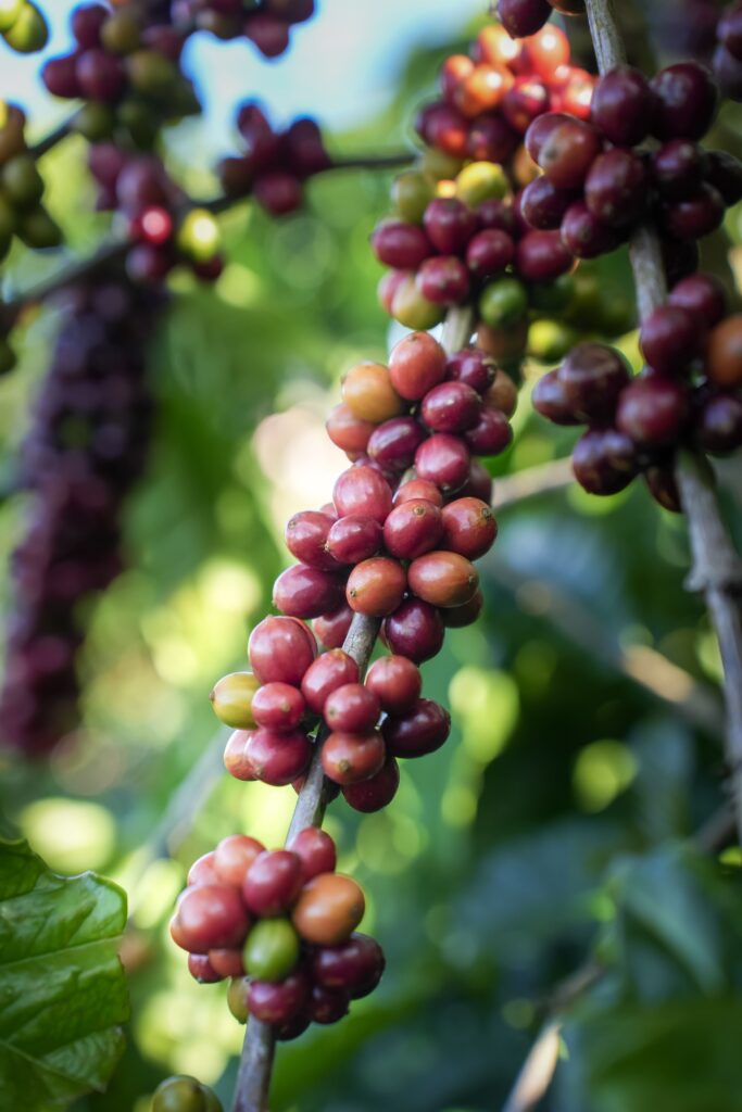 Why Clean Coffee Matters