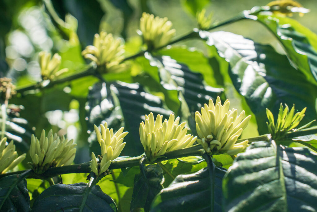 The True Origins of Vietnamese Coffee